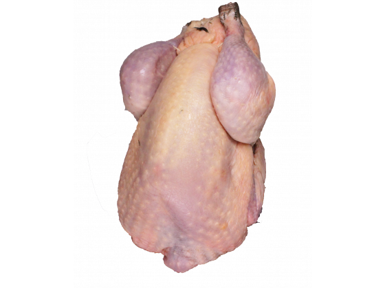 Perlhuhn_freigestellt_verkleinert