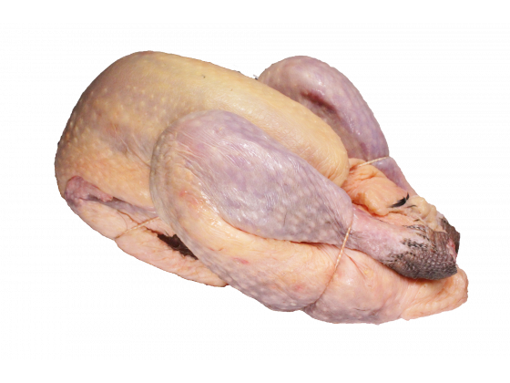 Perlhuhn2_freigestellt_verkleinert
