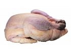 Perlhuhn