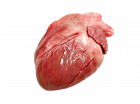 Schweineherzen schlachtfrisch
